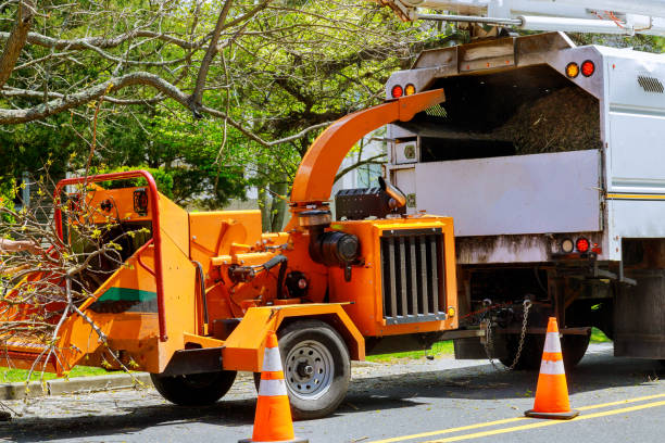 Best Tree Removal Near Me  in Mount Jackson, VA